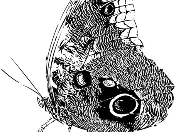 Morphing the blue morpho by Scott Cinel: This image was adapted from a still photograph of a resident blue morpho butterfly in the Florida Museum of Natural History's Butterfly Rainforest using Adobe's Creative Cloud Draw application on the iPhone. By isolating an object within a normal photograph, one is then able to input various design choices before the app redraws the object. The artist can then manipulate the resulting image on-the-fly with various other design settings before sharing the image with the public. This is a prime example of how technology, even applications on the phone in your pocket, can empower and inspire even novice artists.