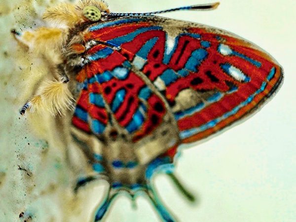 Verticality by Scott Cinel: This photo was taken on Barro Colorado Island, the most well-studied island in the world, which is situated within the Panama Canal and home to the Smithsonian Tropical Research Institute. The Smithsonian hosts hundreds of tropical researchers yearly and the photographer was fortunate enough to spend several weeks there while studying a different elusive butterfly species as a student fellow. Though the sought-after species was never found, this small butterfly, a member of the Lycaenidae family within the insect order known as Lepidoptera, appeared on the first day on the island and was happy to perch on a wall for a quick snapshot before flying off into the dense forest. The extreme diversity of species in the tropics led the photographer capture many more butterflies on film, but none left an impression quite like this one.