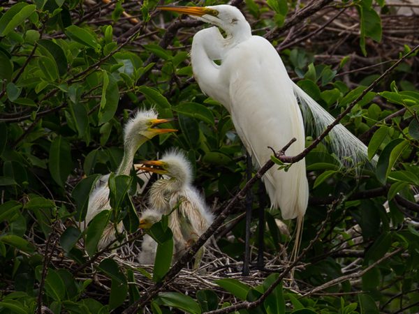 Great Egret by Derya Tansel: The elegant great egret (Ardea alba) (also known as the common egret, large egret, great white egret or great white heron) is distributed across most of the tropical and warmer temperate regions of the world. It builds tree nests in colonies close to water. In 1953, the great egret in flight was chosen as the symbol of the National Audubon Society, which was formed in part to prevent the killing of birds for their feathers. Slightly smaller and more svelte than a great blue heron, they are still large birds with impressive wingspans (130 to 170 cm). Breeding adults show thin, wispy nuptial plumes on body. Photograph was taken by a Canon EOS 6D camera using EF24-400 mm f/4.5-5.6L IS II USM lens. Location: Wakodahatchee Wetlands, FL.