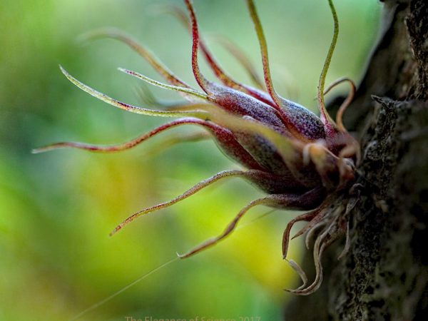 Stuck On You by Scott Cinel: This is an image of a small epiphyte taken in January 2015 in the cloud forests of the western Panamanian mountains. These plants grow in very moist climates where they are able to catch or absorb all the water they need from rain or the air itself. Epiphytes show up in all types of places and are common sights on power lines, trees, and even on buildings throughout much the tropics.