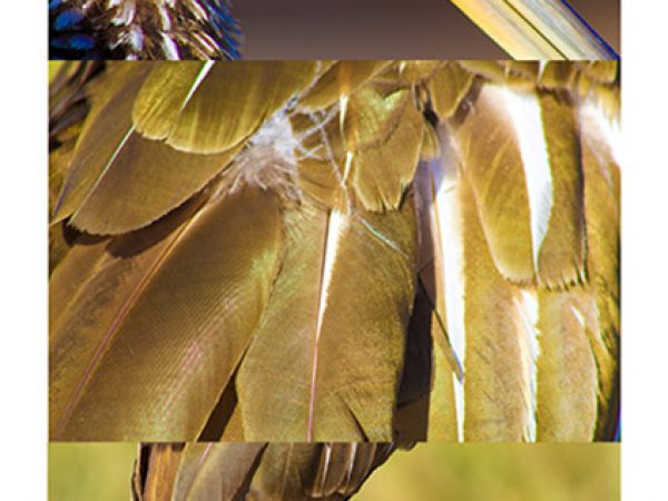 Southern Swamp Bird by Chelsea Collison: As a Florida Museum of Natural History educator and nature enthusiast, Iâ€™m always looking at the the natural world to better understand its adaptations, ecosystems, and biodiversity. As I gain a stronger personal appreciation and understanding of nature through photographing itâ€™s patterns and details, Iâ€™m better prepared to communicate its merits to new audiences. I am often expected to lead lessons on topics outside of my field of study and images like this help me to learn as well as to teach. This photo gives the viewer a closeup look at a southern swamp bird, the limpkin (Aramus guarauna). Iâ€™ve compiled three images that emphasize the head, body, and feet of the limpkin in hopes of encouraging inquiry and curiosity in the average onlooker.