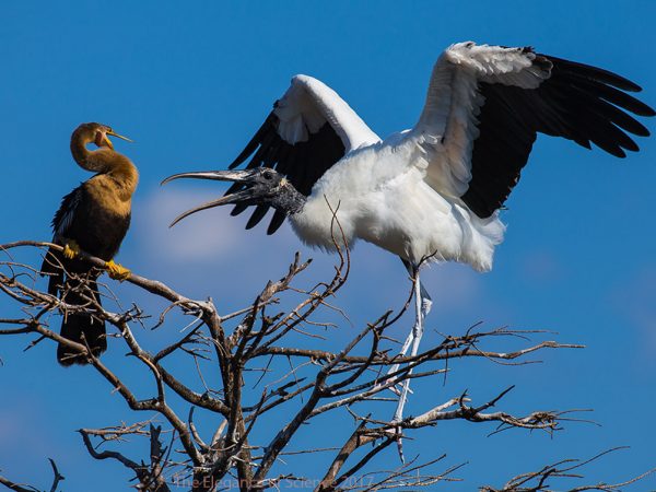 Anhinga and African Sacred Ibis by Derya Tansel: Territorial fight between the anhinga and the African sacred ibis: The anhinga is a year-round resident of Florida. However, the sacred ibis (Threskiornis aethiopicus) (which is larger than the Florida native ibis) is from Sub-Saharan Africa. It is believed that the sacred ibises found living in the wild in Florida have descended from the animals that escaped from the Miami Metro Zoo during Hurricane Andrew in 1992. This invasive bird is similar to the native Wood Stork. Photograph was taken by a Canon EOS 6D camera using EF24-400 mm f/4.5-5.6L IS II USM lens. Location: Wakodahatchee Wetlands, FL.