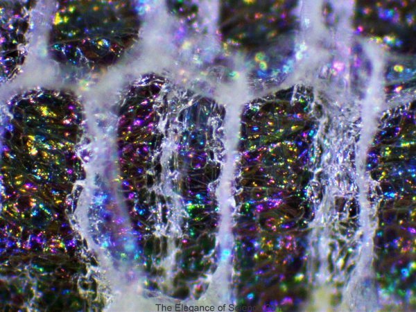 Water hyacinths (Eichhornia crassipes) are unsinkable plants. They were originally only found in the Amazon basin but are now considered invasive in waterways across the world. This photograph depicts the secret of the floating water hyacinths, the special tissue called aerenchyma that keeps air permanently within the plant itself, making it buoyant. The stalks of the leaves of the water hyacinths are filled with this spongy aerenchyma tissue, essentially turning each leaf into a floatation device. Adding to the beauty of the aerenchyma, under the lights of the microscope the translucent aerenchyma tissue becomes opalescent and as gossamer as the finest cobweb.