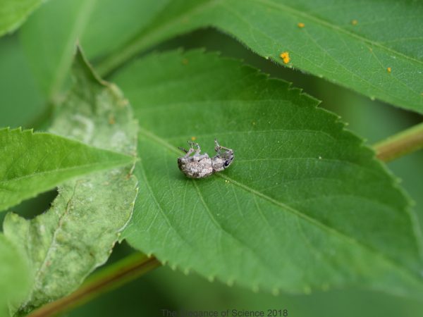 Thanatosis, or death-feigning is an anti-predator behavior exhibited by many animals. It is especially prevalent in weevils (Coleoptera: Curculionidae). As I was trying to photograph this broad-nosed weevil (Epicaerus sp.) it sensed my presence and it rolled on its back pretending to be dead. Often this behavior also involves rolling of a leaf or flower to escape possible predation.