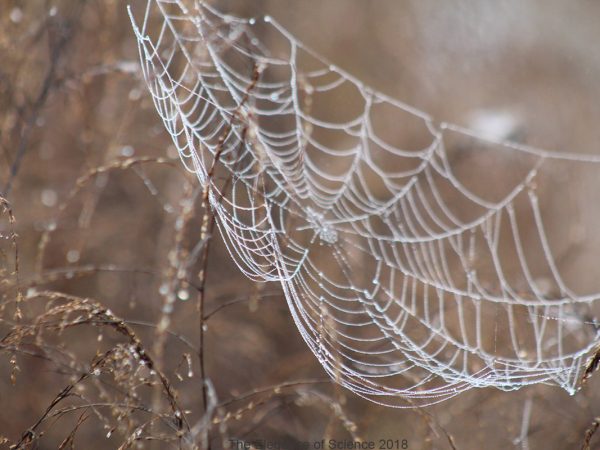 Working as a natural history educator at the Florida Museum I often ask my camp children to slow down and observe the world around them with a careful eye. This past year, I made it my goal to hike 52 times, once per week, and on December 30th, 2018 the day I took this photo, I completed that goal! Like many of my previous hikes, I took advantage of the trails in and around Gainesville that we are so privileged to have access to and each time I tried to listen to my own advice that I give to campers. When I started my hike challenge in January 2018, I frequently stumbled into spider webs quite like this one destroying the precious webs with my hands and feet but mostly with my face. At the end of this challenge Iâ€™m proud to state that with an artistic eye, I've even taught myself to slow down and appreciate even the most delicate of nature's form.
