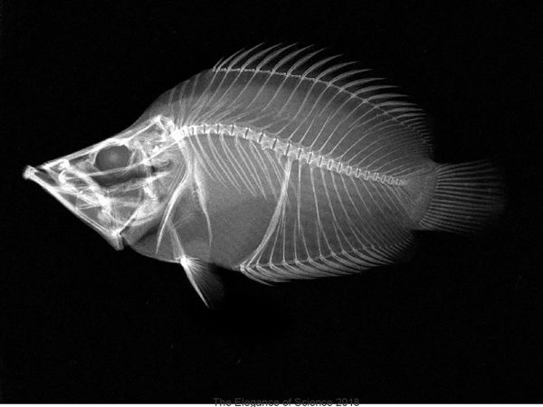 A digital x-ray of this specimen shows the entire skeletal structure. The species, a predator called Monocirrhus polyacanthus, is endemic to the Amazon Basin. Its leaf-like appearance and tendency to float snout-down in the water column gives it the common name Amazon Leaf Fish. This specimen was collected by the photographer in the Peruvian Amazon in 2015 in the course of research on food ecology of Amazon fishes.
