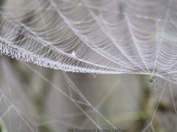Working as a natural history educator at the Florida Museum I often ask my camp children to slow down and observe the world around them with a careful eye. This past year, I made it my goal to hike 52 times, once per week, and on December 30th, 2018 the day I took this photo, I completed that goal! Like many of my previous hikes, I took advantage of the trails in and around Gainesville that we are so privileged to have access to and each time I tried to listen to my own advice that I give to campers. When I started my hike challenge in January 2018, I frequently stumbled into spider webs quite like this one destroying the precious webs with my hands and feet but mostly with my face. At the end of this challenge Iâ€™m proud to state that with an artistic eye, Iâ€™ve even taught myself to slow down and appreciate even the most delicate of nature's form.