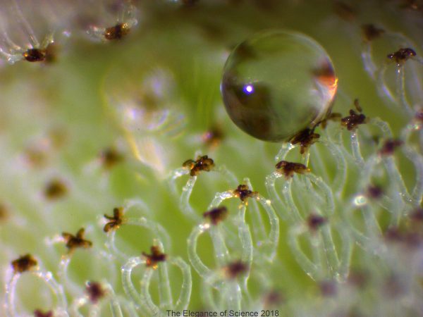 Much like ducks use their body oil to keep their feathers from becoming waterlogged, water plants also employ various defenses to protect themselves from the water they live in. Salvinia (water ferns) float on the water, and the upper surfaces of their leaves are coated with dense hairs. Any water that is dripped on the top of the leaf forms a bead and runs off quickly, never reaching the surface of the leaf itself. Looking closely, we can see that the shape of the hairs is incredibly unusualâ€” each individual hair is shaped like an egg beater. In the photograph, we can see the water-repellant properties of the egg-beater shaped hairs in action.