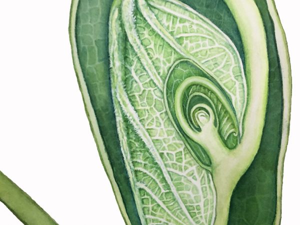 Plants sometimes develop their leaves or flowers far before we can see them, keeping them hidden from view while they grow. In the case of tulip trees (Liriodendron tulipifera), their leaves grow hidden within pairs of small, leaf-like organs called stipules. The large, elliptical shape that takes up most of the painting is a stipule, no more than an inch long, whose other half has been dissected away, revealing what is usually unable to be seen. Within the stipule lies a leaf, within that leaf lies a stipule, and within that stipule lies yet another leaf. In all, we can see five sets of leaves and stipules in this watercolor illustration, all of which are usually hidden from view, but nested within one another like Russian nesting dolls. Over the course of the growing season, the leaves will break free of their stipules as they expand, revealing what had previously been hidden.