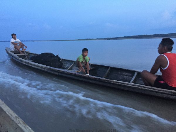 Subsistence fishing constitutes a major economy and food source for Amazonian communities. Here, Peruvian fisherman travel in a characteristic motorized wooden canoe called a 