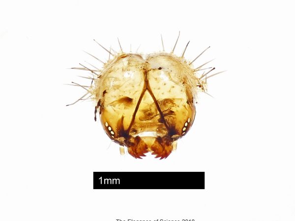 Sometimes, what seems to be a simple, straightforward image hides a rabbit hole of unexpected difficulties and improvised solutions. Imaging the molted head capsules of Miami Blue (Cyclargus thomasi bethunebakeri) caterpillars turned out to be one of these unexpected situations that required borrowing extra microscopy equipment, improvising methods for calculating scale, and even fabricating minute manipulation tools from steel wire and drawn glass needles.