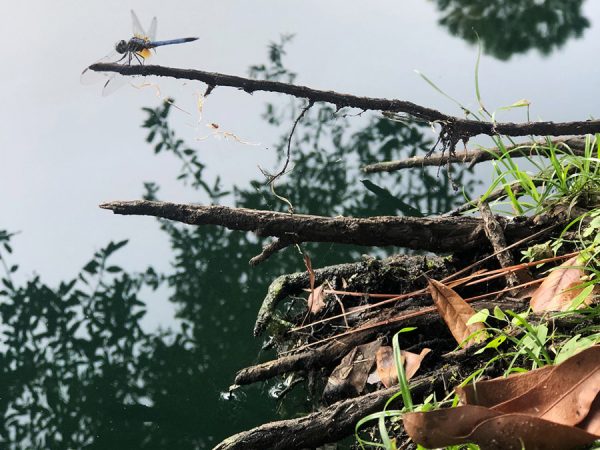 In this picture is a dragonfly called the Blue Dasher. The meaning of its name is 