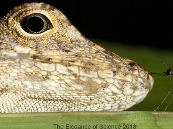 The females of most mosquito species must feed from the blood of another animals in order to produce viable eggs. Each mosquito species has unique host-use patterns. Some are generalists that feed on a variety of host animals, while others are specialists that feed only from certain types of animals. Culex pilosus is a specialist of reptilian, and to a lesser extent, amphibian hosts. In Florida, this mosquito feeds primarily on Anolis lizards. This interaction, between a non-native brown anole, Anolis sagrei, and Culex pilosus was photographed at Blue Cypress Lake Conservation Area in Indian River County.
