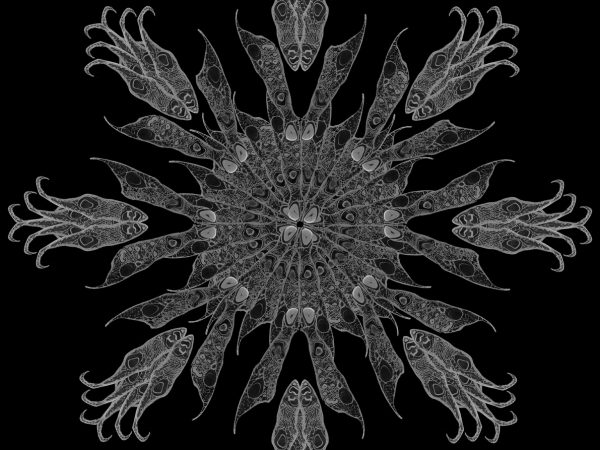This image is a collage of cross-sections through porcupine jaws (Erethizon dorsatum). The cross-sections are produced by micro-CT scanning, which captures thousands of x-ray images in order to reconstruct a digital, 3D copy of a specimen. That 3D information is commonly stored as a stack of cross-section images like a flipbook of x-rays from a doctorâ€™s office. The stack produces unexpected views of familiar objects. A robust porcupine jaw strong enough to strip tree bark is transformed into lace-like trabecular (spongy) bone and outer rinds of cortical bone. The teeth stand out as bright, dense bands of enamel and wedges of softer dentin. The two central rings of the motif are layered repetitions of one v-shaped, symmetrical cross-section through both halves of a single jaw. The outer ring of pineapple motifs are each made of six mirrored repetitions of an oblique cross-section through one half of a jaw.