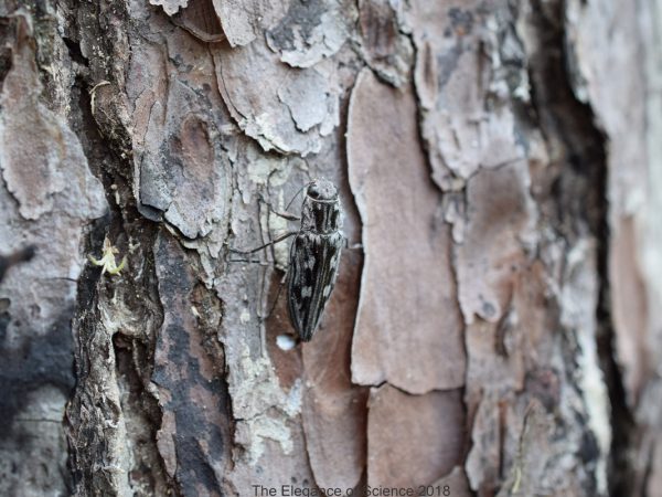 A female sculptured pine borer (Chalcophora virginiensis; Coleoptera: Buprestidae) is depositing her milky white egg mass in the trunk of a living pine tree. Here the larvae will hatch and live in the tree for at least two years feeding on the inside of the tree, leaving nothing but sawdust behind. After emergence a characteristic oval shaped hole is observable in the bark of the host pine.