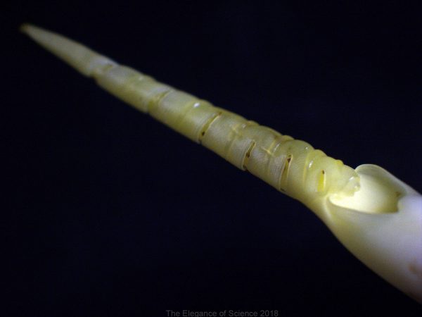 The swiss cheese plant (Monstera) is a favorite house plant, with its huge, tropical, hole-ridden leaves. But how does the swiss cheese plant get its holes? What appears here as a gleaming unicorn horn is actually a very young Monstera leaf, less than a half an inch long, dissected from the center of the plant. The leaf is still an ivory color because it has not yet activated the green chloroplasts in its cells that makes it able to convert sunlight into sugar. The leaf resembles a unicorn horn because the sides of the leaf grow curled around a long middle axis before they expand when the leaf opens. Looking closely, the holes that give the swiss cheese plant its name are already visible in the tightly curled leaf. As the leaf grows through cell division, a process called programmed cell death causes the holes in the leaf. Eventually, when the leaf matures, turns green, and unfurls, the holes in the leaf surface will give the plant the distinctive appearance of a slice of swiss cheese.