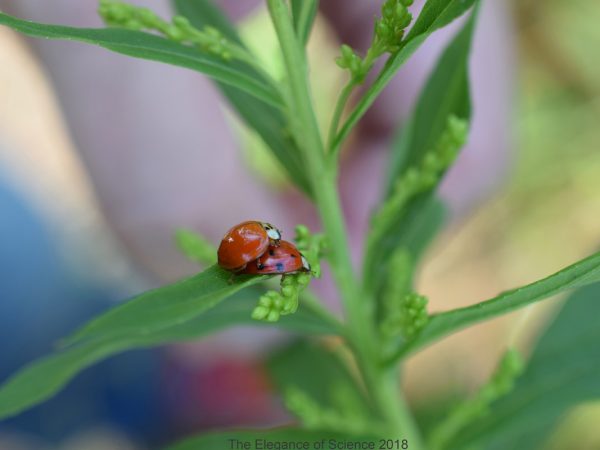 Multicolored Asian Ladybeetle and Harlequin Ladybird are only a few of the many common names of Harmonia axyridis (Coleoptera: Coccinellidae), and its appearance is as variable. This beetle can be anything from red to orange to black, with or without spots, and over 30 different forms have been reported. This variability is perfectly reflected in this picture. The species is invasive to the US and is pushing out native species. It can be a nuisance to humans due to it hibernating in houses during the winter.