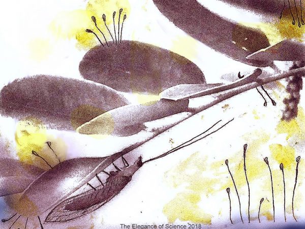 This photo illustrates tension between two insects, the green lacewing and a tiny thrip, on the Mexican alvaradoa tree in my backyard. For some weeks, thrips had been voraciously sucking on the leaves of the tree uncontrolled by any predator. It wasnâ€™t long until the opportunistic green lacewing discovered the thrips and was identified making the rounds in the garden. Lacewing larvae love feeding on thrips and other plant-sucking pests, so the tree naturally became a good site to lay eggs. I drew over the photograph some of the beautiful raised egg structures I saw and a hint of what an ultraviolet world might look like through the lacewingâ€™s compound eyes. While I had learned about natureâ€™s system of checks and balances in my classes before, it was exciting to observe these processes at work in my own garden.