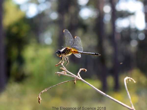 A male blue dasher (Odonata: Libellulidae) perching on a twig next to the little pond in the Natural Area Teaching Lab next to the Florida Museum of Natural History. They are vicious predators and eat almost 10% of the body weight daily. Males will perch to guard a female during oviposition. Females tap their abdomen into the water for about 30-40 seconds laying anything between 300-700 eggs.