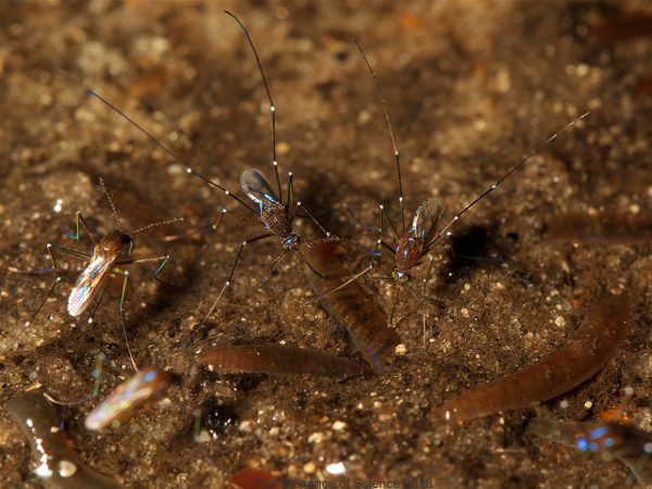 Photography was the key to answering a decades-old question: what are the hosts of the mosquito Uranotaenia sapphirina. Mosquitoes feed from a variety of hosts: amphibians, birds, mammals, reptiles, even fish, and each species has unique host-use patterns. Hosts are determined by amplifying and sequencing DNA from blood meals. For Uranotaenia sapphirina, a common mosquito in the eastern U.S., such blood meal analyses fail to produce results; this has been the case in all investigations of this species. This was my experience as well, and after months tweaking PCR and extraction protocols, I became frustrated and spent a night in the field following around these mosquitoes with my camera. Macrophotographs from that night at River Styx, south of Gainesville, revealed the answer. Reviewing my photos, I was shocked to discover that, unlike any other mosquito studied to date, this species feeds on worm blood, findings that were published in 2018.