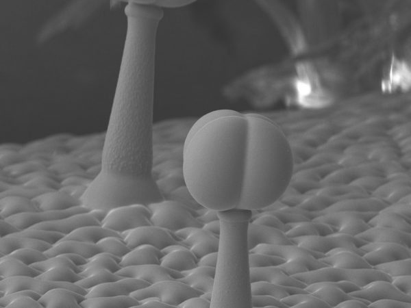 Electron Microscopy is the eyes of science. Microscopes can brings small things to where we can study them. For example these trichomes on a tomato plant is called a glandular trichomes are responsible for secreting a yellow substance that gives off that characteristic 