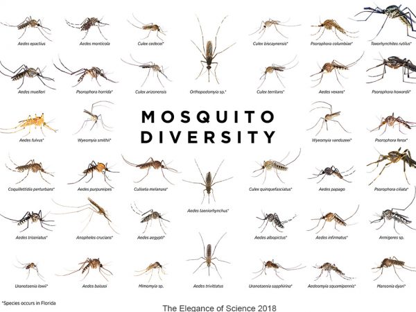 Only a handful of mosquito species cause problems for humans, and, given the problems of those few bad apples, it's easy to overlook how fascinating mosquitoes can be. Globally, there are 3,685 described species, and each one is unique, and many have interesting stories to tell. For example: Aedes purpureipes and Aedes papago live exclusively in the Sonoran Desert, the latter has only been collected on a few occasions (it took me years to find that species!). Aedes baisasi lives inside the burrows of land crabs and mud lobsters, and feeds on mudskippers in Southeast Asia. Culex biscaynensis is known only from Fairchild Tropical Gardens in Miami. The larval habitats of Wyeomyia smithii and Wyeomyia vanduzeei are the water-holding leaves of purple pitcher plants and tank bromeliads, respectively. The hosts of Culex cedecei (named after the CDC) have shifted, likely in response to the impacts of Burmese pythons in Florida.
