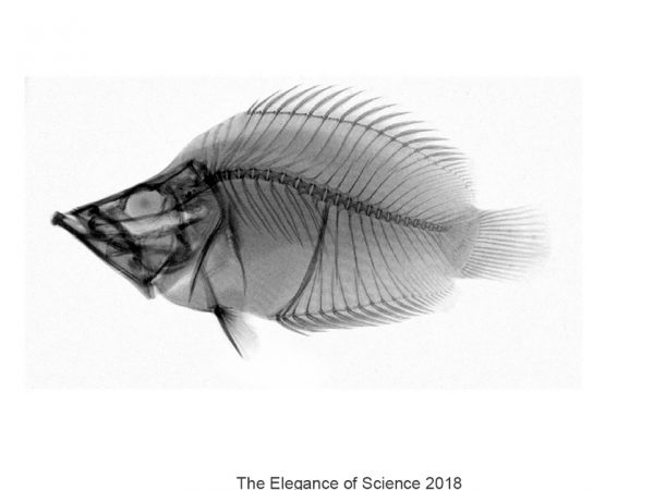 An inverted digital x-ray of this specimen shows the entire skeletal structure. The species, a predator called Monocirrhus polyacanthus, is endemic to the Amazon Basin. Its leaf-like appearance and tendency to float snout-down in the water column gives it the common name Amazon Leaf Fish. This specimen was collected by the photographer in the Peruvian Amazon in 2015 in the course of research on food ecology of Amazon fishes.