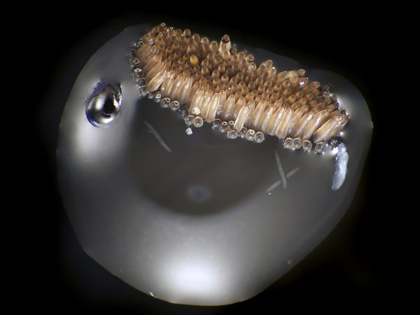 Female mosquitoes in the genus Culex lay their eggs in clusters that float directly on the surface of a pond or other body of water. These egg rafts are easily overlooked as they are no more than a few millimeters long and look like nothing more than a speck of dust. Under magnification, the next generation of mosquitoes can be seen floating on a single drop of water.