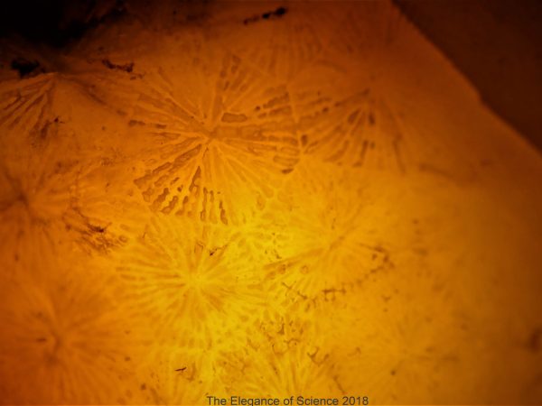 The warm color of agatized coral is caught with an underwater flashlight, illuminating marks of an organism that helped build the Florida peninsula and provides valuable ecosystem services to this day. It is also a reminder of our natural heritage that is tens of millions of years in the making.