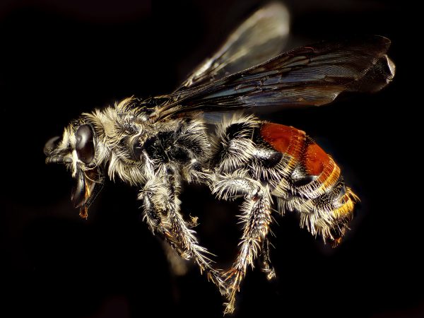 For decades, exotic organisms have been imported in an effort to control pests. Many of these were released, deemed ineffective, and assumed extirpated. Recently, Campsomeris dorsata, which was imported to Florida to control cane beetles in the 1930's, was found to be established in natural areas all over South Florida.