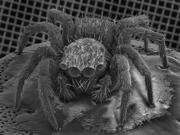 This is a jumping spider imaged at 1500x magnification with a scanning electron microscope. The spider is sitting on is a carbon tab along with liquid graphite in order to ground the specimen and render it conductive for imaging with a high voltage electron beam.