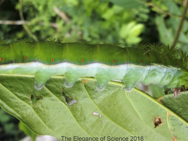 Pictured is a larva of the genus Periphoba, a type of saturniid moth that include some of the largest moths in the world. This individual is doing what caterpillars do best - eating! Caterpillars need to eat constantly in order to get sufficiently large to metamorphose into adults. The fat individual pictured, about 15 cm in length, will soon develop a cocoon. Herbivory, or the consumption of plants as food, is also a key mechanism of nutrient cycling in tropical rainforest. This photograph was taken in the Peruvian Amazon jungle in 2015 during an expedition to study the feeding ecology of Amazonian fishes.
