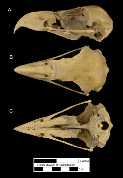 Figure 3. Skull of a modern Haliaeetus leucocephalus in A) lateral, B) dorsal, and C) ventral view.