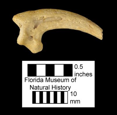 Figure 2. UF-PB 0076, distal phalanx of Haliaeetus leucocephalus in lateral view. Found at Rock Springs, Orange County, Florida.