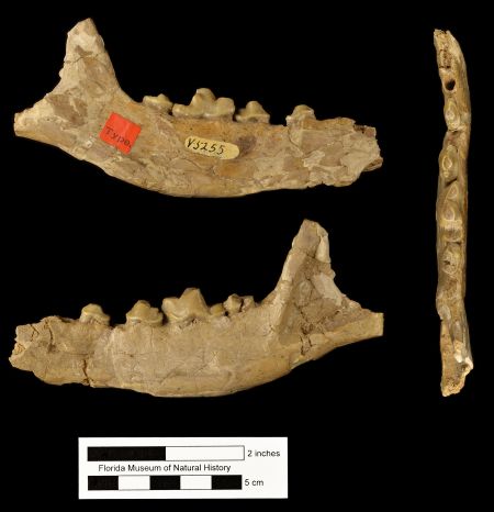 Figure 3. Mandible of Osbornodon iamonensis (UF/FGS 5255) from Thomas Farm, Florida in medial (top), left lateral (bottom), and occlusal (right) views. This specimen is the holotype of Cynodesmus nobilis, a species generally regarded as a junior synonum of Osbornodon iamonensis (Olsen, 1956; Wang, 1994).