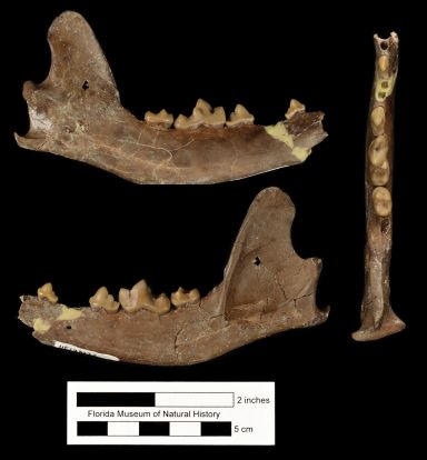 Figure 4. UF 188835, left mandible of Metatomarctus canavus, a canid fossil recovered from Thomas Farm in medial (top), left lateral (bottom), and occlusal (right) views. The mandible of this species can be distinguished most easily by their overall smaller size and the cusp-like entoconid on the m1 and m2 (lower first and second molars). Compare with Figure 3.