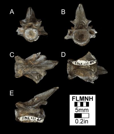 Figure 2. UF 111741, Fossil vertebra of Batrachosauroides dissimulans from Gunn Farm Mine, Gadsden County, Florida in A) anterior, B) posterior, C) dorsal, D) ventral, and E) lateral views.