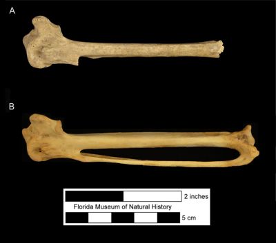 Figure 5. Carpometacarpus of Haliaeetus leucocephalus in ventral view. A) UF/PB 09225, partial fossil specimen missing metacarpal II and the distal end from Silver Glen Spring, Marion County, Florida. B) Modern specimen for comparison.