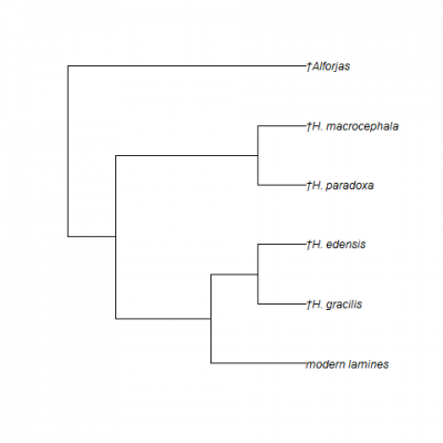 Figure 3. Phylogenetic relationship of members of the genus Hemiauchenia (after Scherer, 2013). Note that Hemiauchenia blancoensis (not figured) fell outside of the genus Hemiauchenia (Fig. 2). The genus Hemiauchenia is paraphyletic. Hemiauchenia paradoxa is from South America, as are the extant llamas; Hemiauchenia macrocephala, H. edensis, and H. gracilis are North American fossil species.
