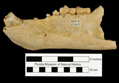 Figure 3. Lateral view of UF/TRO 15, a left mandible of Arctodus pristinus from Haile 16A, Alachua County, Florida.