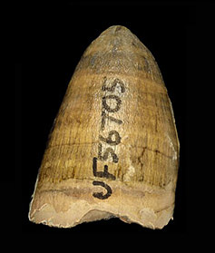 An isolated tooth in side view.