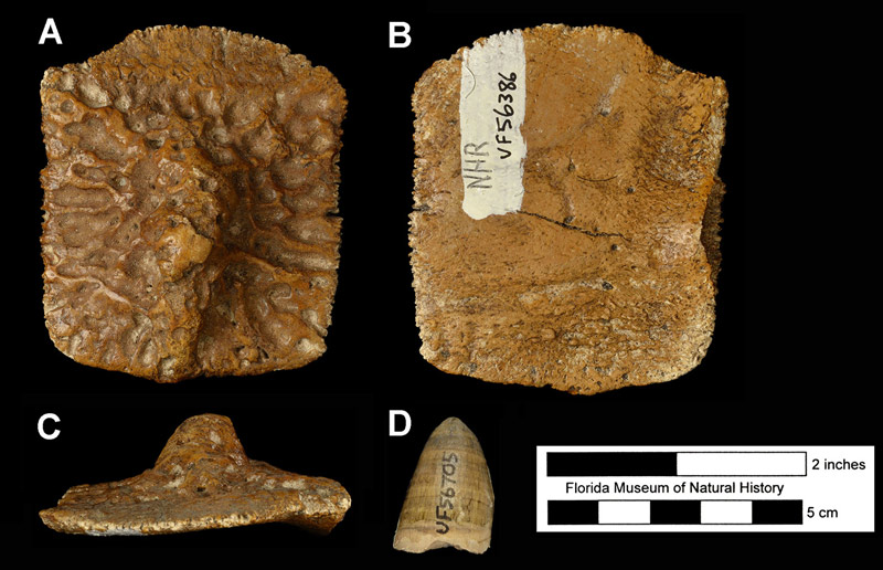 Figure 2. Typical fossils of Alligator mississippiensis; an osteoderm in A) dorsal, B) ventral, and C) lateral views, and D) an isolated tooth in side view. Osteoderm is UF 56386, North Havana Road Site; tooth is UF 56705, C.C.E. Trailer Park Site. Both are late Pleistocene localities in Sarasota County, Florida.