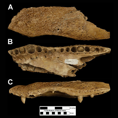 Figure 3. UF 56384, left maxilla of Alligator mississippiensis in dorsal (A), ventral or occlusal (B), and lateral (C) views. Specimen is from the North Havana Road Site, Sarasota County, Florida; late Pleistocene. The outer surface of many cranial bones of Alligator mississippiensis have irregularly shaped pits; these can be seen in A. Although it is clear from B and C that the teeth varying in size, they all are similar, but those in the posterior of the jaw tend to be blunter and used more for crushing, while those in the front of the jaw are sharper, for grasping and holding onto prey.