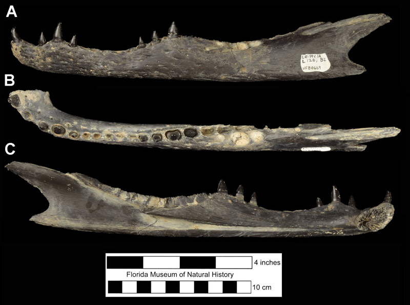 Figure 4. UF 80669, left dentary of Alligator mississippiensis in lateral (A), dorsal or occlusal (B), and medial (C) views. Specimen is from Leisey Shell Pit 1A, Hillsborough County, Florida; early Pleistocene.