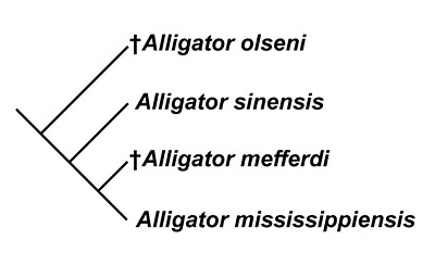 Figure 5. Hypothesis of the evolutionary relationships of selected species of Alligator, after Hastings et al. (2013).