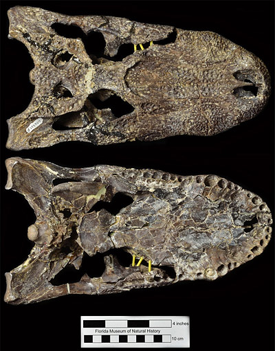 Figure 2. UF 205700, a well-preserved Alligator olseni skull collected in 1999 from the Thomas Farm locality in Gilchrist County, Florida in dorsal (top) and ventral (bottom) views.