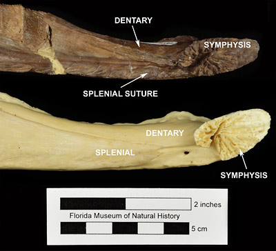 Figure 3. Comparison of the left mandibles of UF 176192, Alligator olseni (top), and UF 147700, Alligator mississippiensis (bottom). Note the preserved suture lines indicating participation of the splenial bone in the mandibular symphysis in Alligator olseni and the exclusion of the splenial bone from the mandibular symphysis in Alligator mississippiensis.