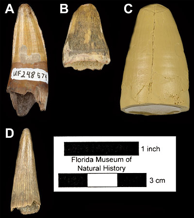 Figure 5. Comparison of fossil crocodylian teeth from Miocene localities in Florida and Texas. A, UF 248574, Alligator olseni tooth from the Thomas Farm type locality in Florida. B, UF/FGS 10991, Alligator olseni tooth from the Seaboard locality in Florida. C, LSUMG/V-2255, cast of tooth referred to Alligator olseni from the Toledo Bend locality in Texas. D, UF/FGS 10992, Gavialosuchus tooth from the Seaboard locality in Florida. All images appear in lingual view. Note the different shape and texture of the Gavialosuchus tooth compared to the Alligator teeth, as well as the size disparity between the Florida and referred Texas Alligator teeth.