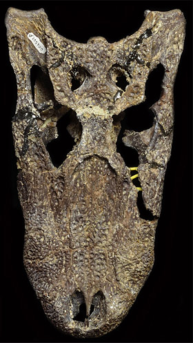 A well-preserved skull collected in 1999 from Thomas Farm, Gilchrist County, Florida