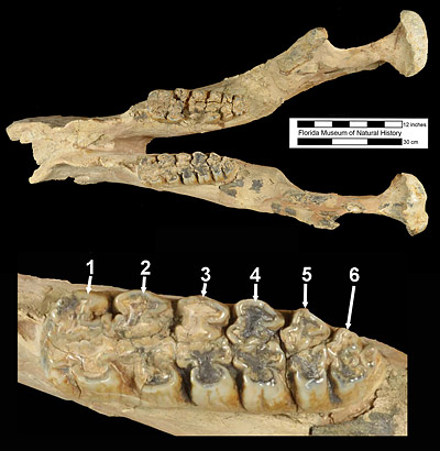 Figure 3. UF 70000, holotype mandible of Amebelodon britti from the Moss Acres Racetrack Site, Marion County, Florida. Above is dorsal view of entire mandible; below is close-up of left lower third molar with lophids numbered. Having 6 or more lophids on the third molar is diagnostic for this species of Amebelodon.